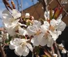 Flores de almendro