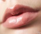 Labios de mujer