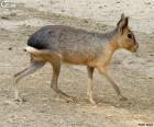 Mara patagónica
