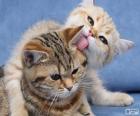 Dos gatos juntos y tranquilos