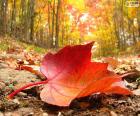 Hoja de otoño en un bosque