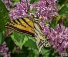 Mariposa tigre del Canadá