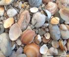 Piedras y conchas marinas recogidas en la costa