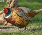 Faisán común o faisán vulgar, macho tiene el plumaje colorido