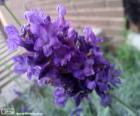Detalle de la flor de lavanda