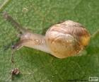Caracol sobre una hoja