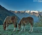 Dos caballos pastando en un prado de alta montaña