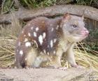 El quol tigre, quol de cola moteada o gato tigre, es el marsupial carnívoro más grande de Australia
