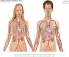Dos cuerpos, femenino y masculino con los principales órganos del cuerpo humano