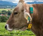 Cabeza de vaca