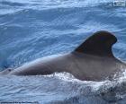 Aleta dorsal ballena