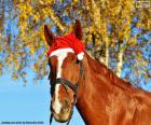 Caballo gorro Santa Claus