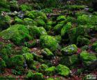 Piedras cubiertas de musgo
