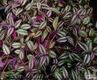 Tradescantia zebrina o Zebrina pendula, son bonitas plantas colgantes