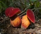 Xerocomellus rubellus o boletus rubellus, sombrero de color rojo y textura aterciopelada