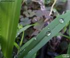 Hoja con gotas de agua