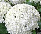 Flores blancas de Hortensia