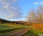 Bonito paisaje de campo con un camino y árboles en primer plano