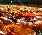 Hojas secas en otoño