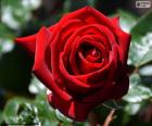 La rosa roja es la flor de los enamorados, un regalo perfecto para el día de San Valentín