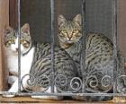 Dos gatos en una ventana