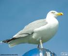 Gaviota argéntea