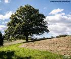 Árbol en el campo arado