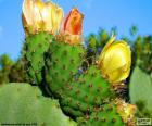 Flores de cactus amarillas