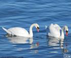 Dos elegantes cisnes