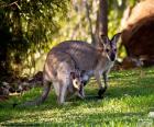 Canguro gris occidental con una cría en la bolsa marsupial