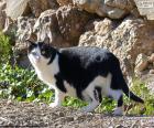 Gato blanco y negro dando un paseo por el campo