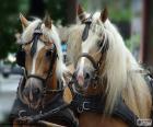 Caballos de tiro
