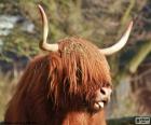 Cabeza de vaca de Highland
