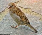 El gorrión común o pardal, se encuentra en la mayoría de lugares del mundo