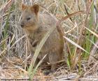 El quokka es un pequeño canguro del tamaño de un gato doméstico, viven en algunas pequeñas islas de la costa de Australia Occidental 