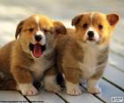 Dos cachorros de Corgi galés de Pembroke, perro pequeño nativo de Gran Bretaña