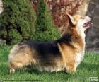 Corgi galés de Pembroke