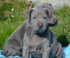 Cachorros de Ridgeback tailandés