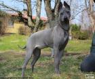 El Ridgeback Tailandés un perro grande originario de Tailandia