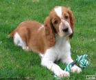 Un cachorro muy juguetón de Springer spaniel galés 