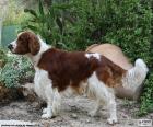 Springer spaniel galés