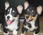 Cachorros de Corgi galés de Cardigan