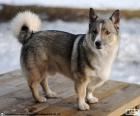 Vallhund sueco