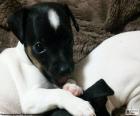 Cachorro de Terrier japonés