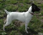 El Terrier japonés es un perro de tamaño medio, cuerpo de color blanco y la cabeza negra. Originario de Japón