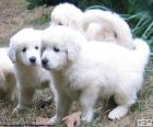Cachorros de Cuvac eslovaco