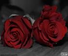 Dos bonitas rosas para regalar a tu querida madre