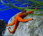 La estrella de mar es uno de los animales marinos más conocidos del fondo marino