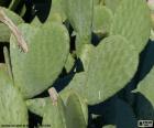El nopal, chumbera o tuna es un cactus comestible y uno de los símbolos nacionales de México