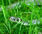 La culebra de collar "Natrix natrix" es una serpiente que podemos encontrar en Europa y en el norte de África